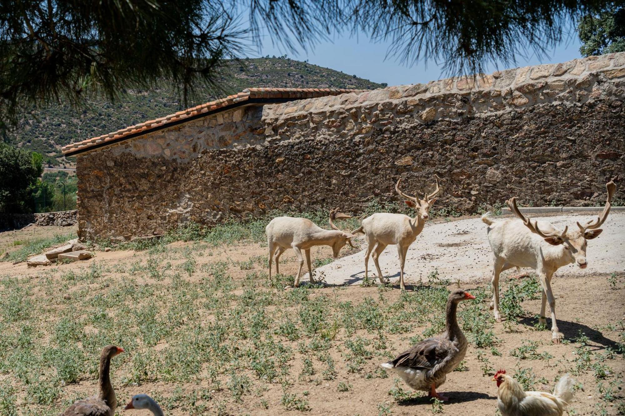 Casa Rural Los Olivos De Robledo De Chavela La Estacion Εξωτερικό φωτογραφία